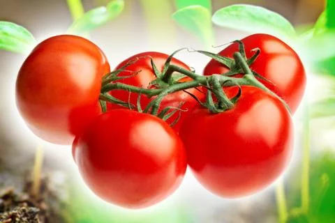Tomato Stock Photos
