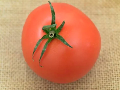 Tomato Stock Photos