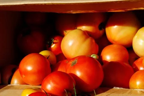 Tomato Stock Photos
