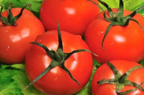 Tomato Stock Photos