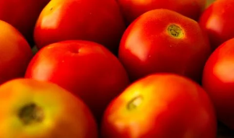 Tomato Stock Photos