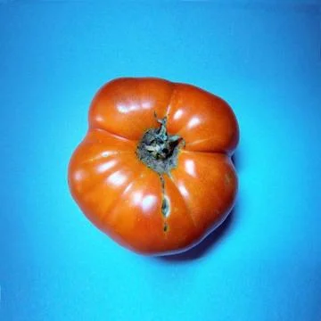 Tomato Stock Photos