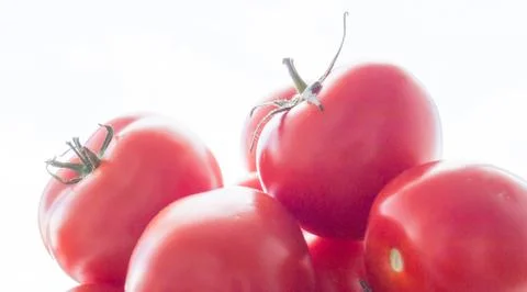 Tomato. 스톡 사진