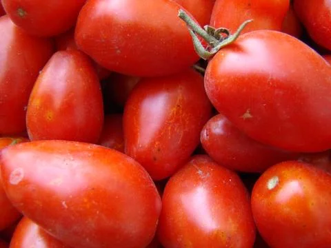 Tomato 스톡 사진