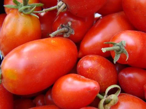 Tomato Stock Photos
