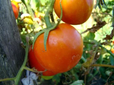 Tomato Foto stock