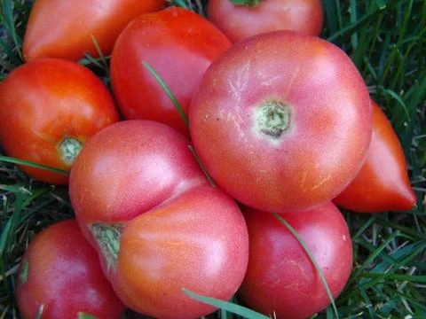 Tomato Photos
