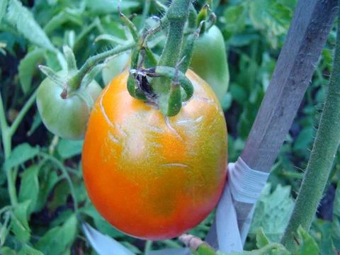 Tomato 스톡 사진