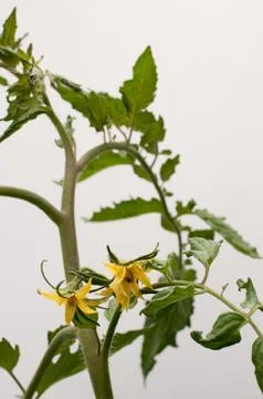 Tomato Stock Photos
