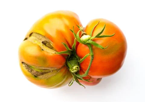Tomato. Stock Photos