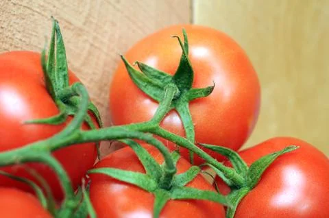 Tomato Stock Photos