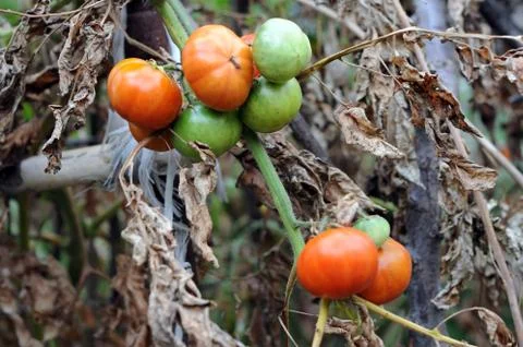 Tomato Stock Photos