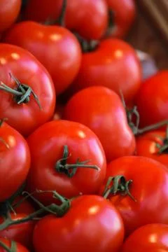 Tomato Stock Photos