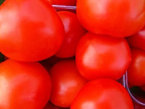 Tomato Stock Photos