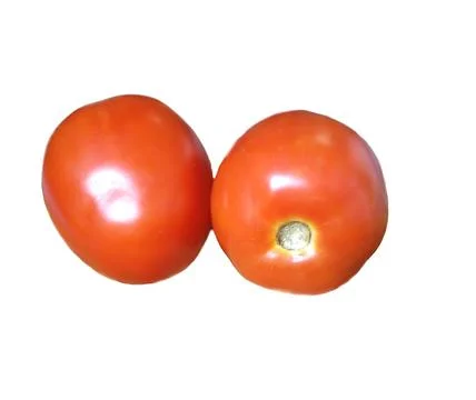 Tomato 写真素材
