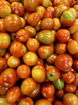Tomato Stock Photos