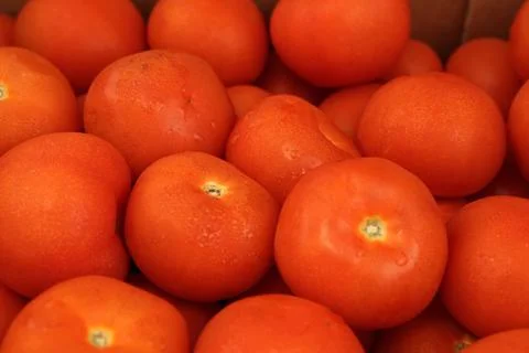 Tomato Stock Photos