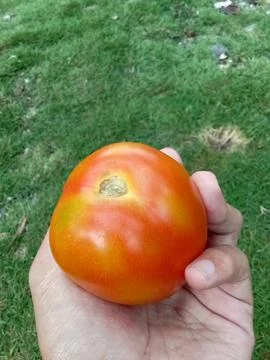 A tomato Фото