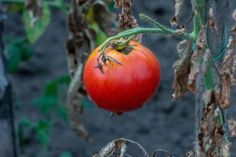 Tomato 库存照片