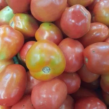 Tomato Foto stock