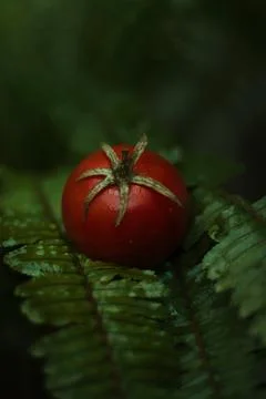 Tomato Stock Photos