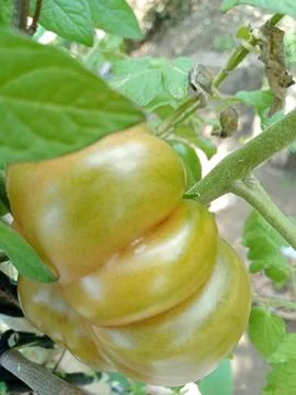 Tomato Stock Photos