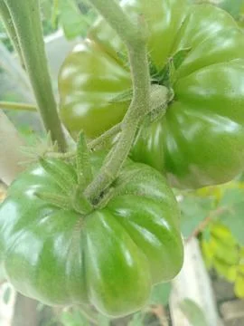 Tomato Stock Photos