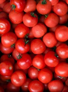 Tomato 스톡 사진