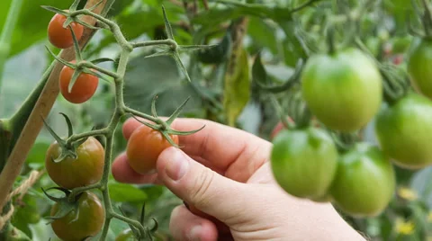 Tomato Picking focus pull from foreground to background Stock Footage 35042067