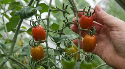 Tomato picking of small ripe red plum tomatoes Stock Footage 35042061