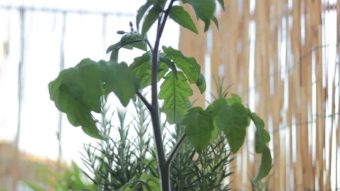 Tomato plant close up Stock Footage 75061264