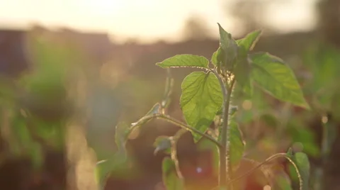 Tomato plant Video stock 40389612