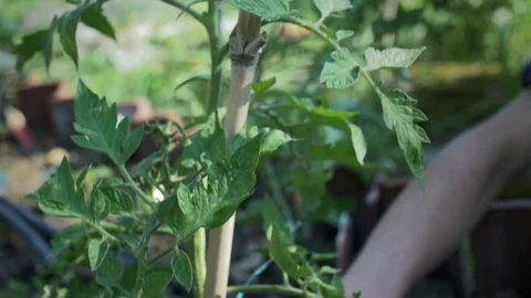 Tomato plant Stock Footage 76788682