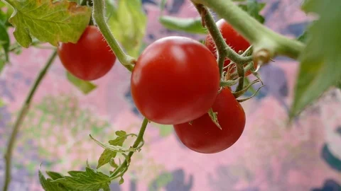 Tomato plant Stock Footage 87558999