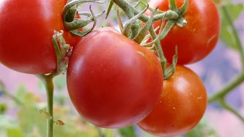 Tomato plant Stock Footage 87561599