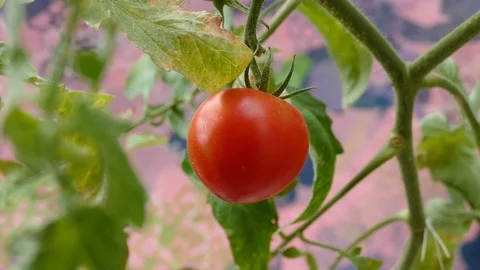 Tomato plant Stock Footage 87561768