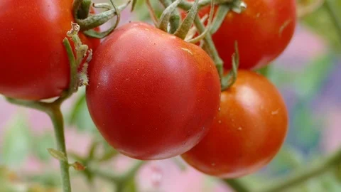 Tomato plant Stock Footage 87565088