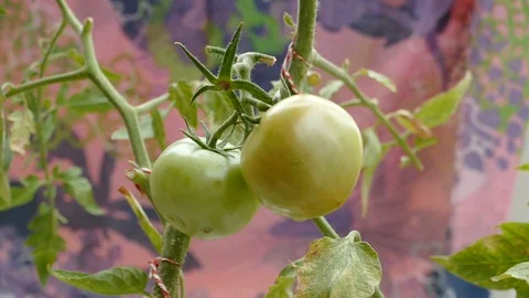 Tomato plant Stock Footage 87565545