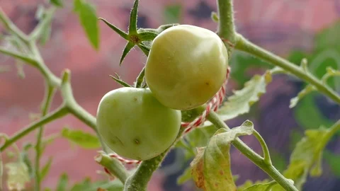 Tomato plant Stock Footage 87566030