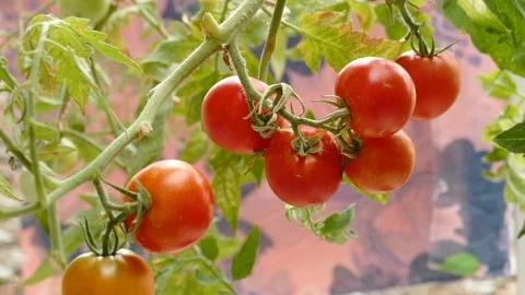 Tomato plant Stock Footage 87566080