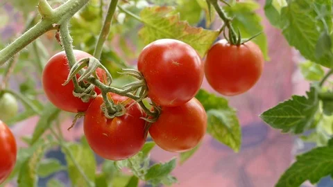 Tomato plant Stock Footage 87566227