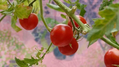 Tomato plant Stock Footage 87570682