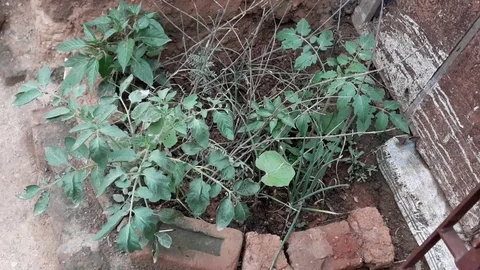 Tomato plant Stock Footage 126113806