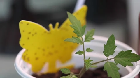 A tomato plant Stock-Footage 130524199