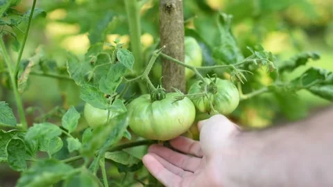 Tomato plant Stock Footage 135225246