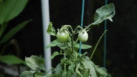 Tomato Plant Stock Footage 194185626