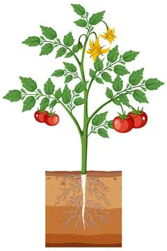 Tomato plant with fruit isolated Stock Illustration