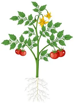 Tomato plant with fruit isolated with root system Stock Illustration