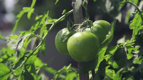 Tomato Plant in Garden Video stock 28809346