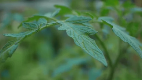 Tomato plant leaf in close up, camera moves left to right Stock Footage 86739882